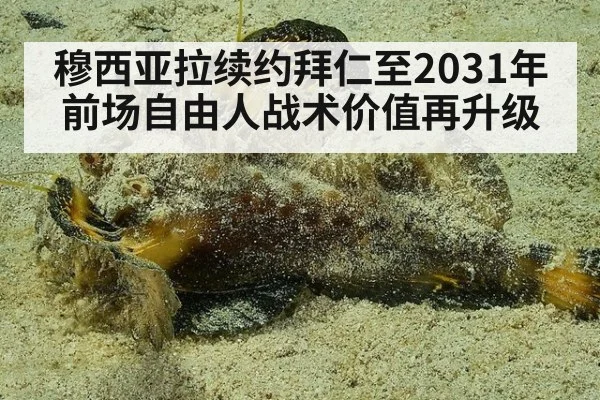 穆西亚拉续约拜仁至2031年 前场自由人战术价值再升级
